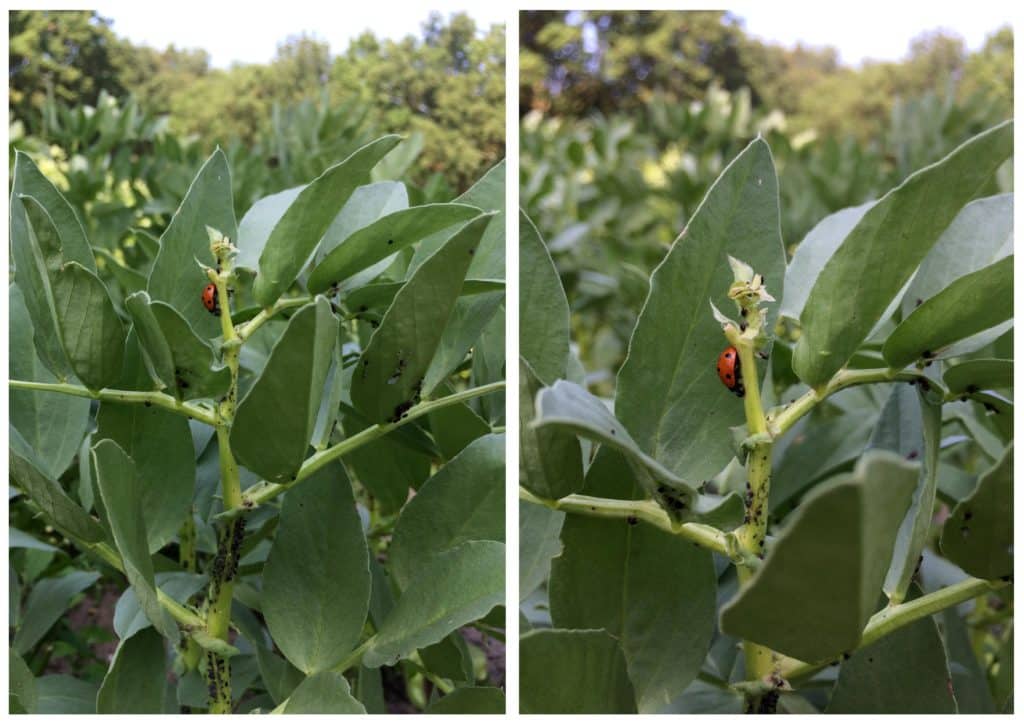 lieveheersbeestjes als natuurlijke plaagbestrijding van luizen op tuinbonen