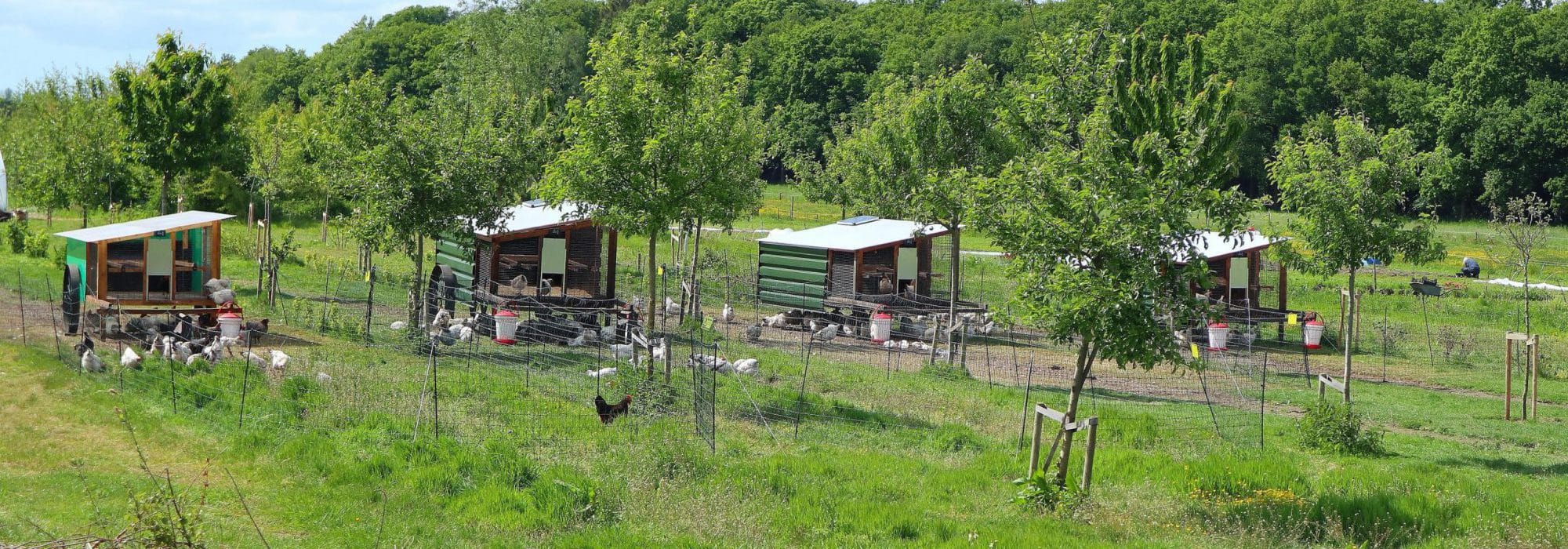 Natuurboerderij KipEigen