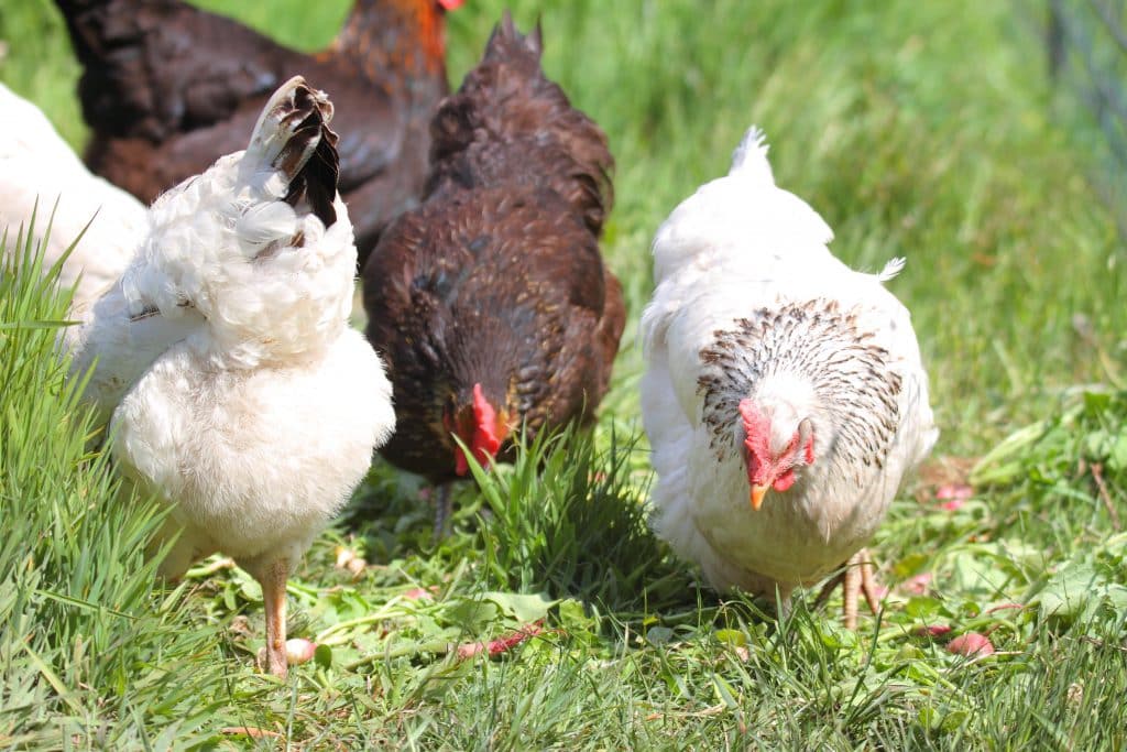 cursus natuurlijk kippen houden mobiel tuinderij vruchtwisseling kringloop neventak groente