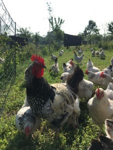 Haan met kippen buiten in de boomgaard op het gras