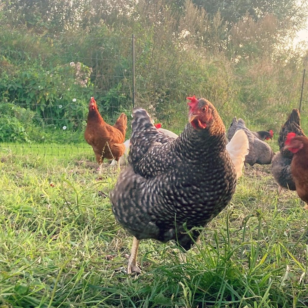 Noord-Hollands Blauwe dubbeldoelkip Amrock Koekkoek