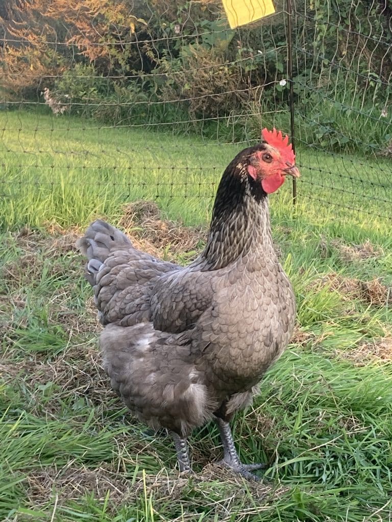 dubbeldoelkip robuuste buiten kringloop kip natuurlijk blauwe australorp grijs koningsberger dubbeldoelkippen aanschaffen