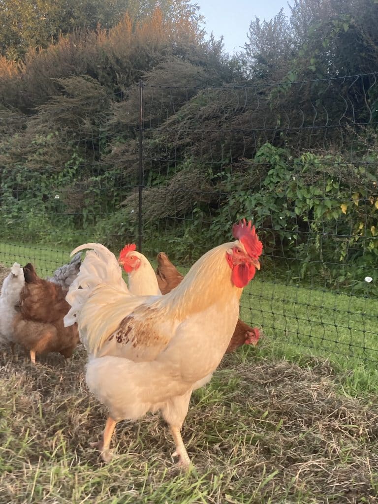 dubbeldoelkip robuuste buiten kringloop kip natuurlijk haan dubbeldoelkippen aanschaffen