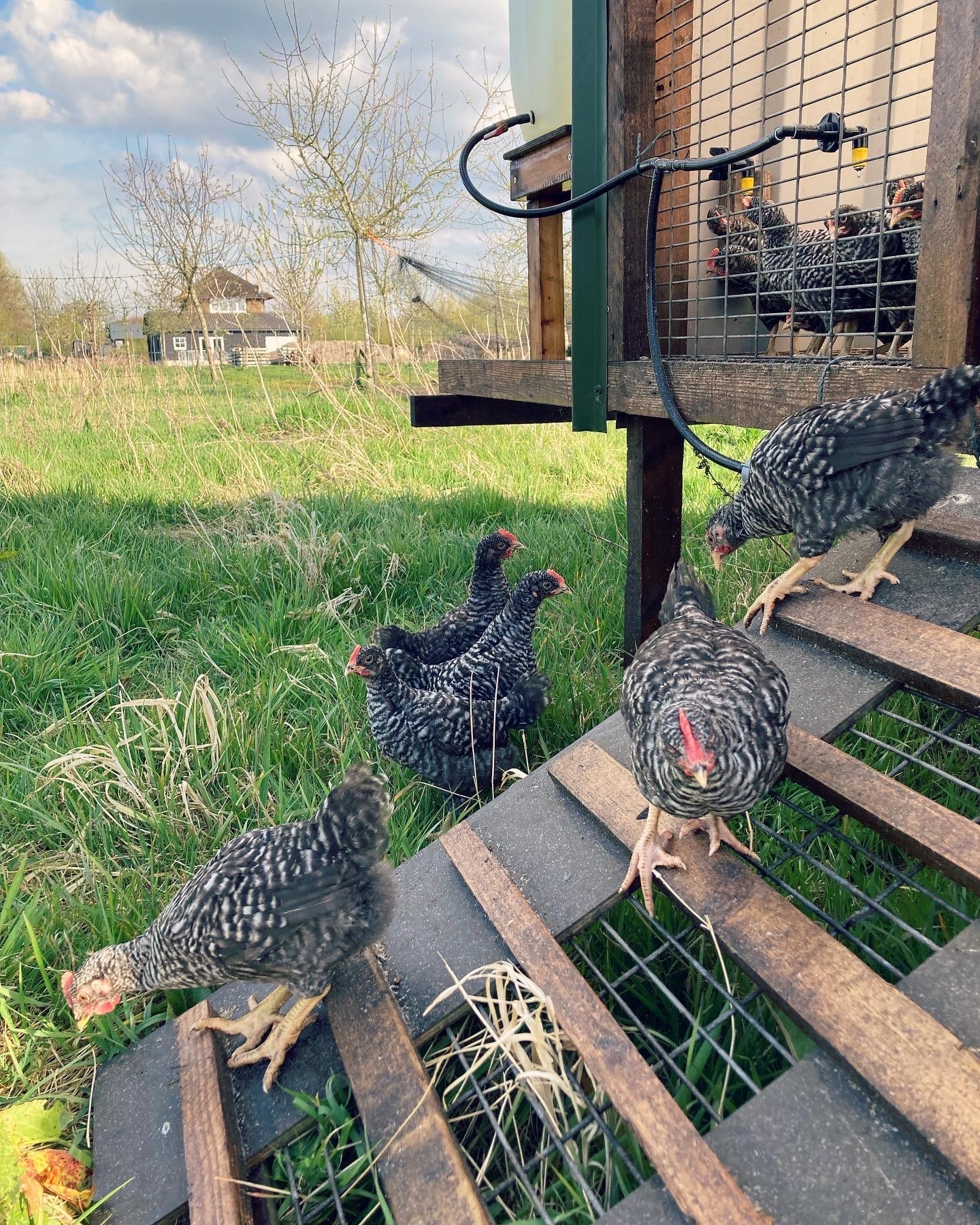 kippen cursus mobiel hok gras groente