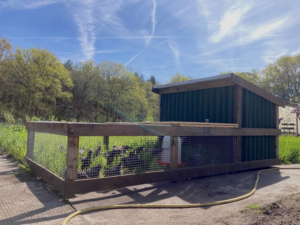 chicken tractor hanenmobiel hanenkar kipmobiel eggmobile mobiele kippenkar verplaatsbaar buiten kippen licht vleeskuiken haan bouwtekeningen te koop