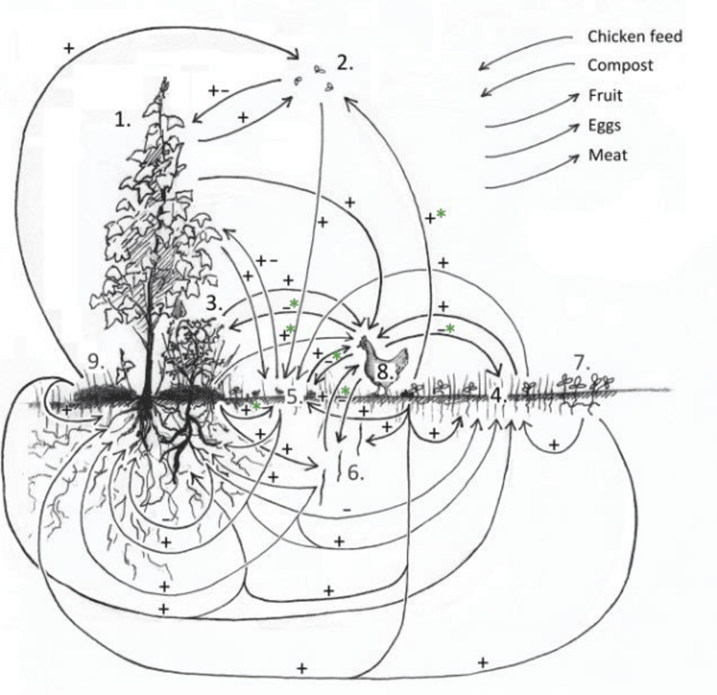 Agro-ecologie: kip in boomgaard, de interacties tussen de verschillende elementen geven veerkracht en weerbaarheid