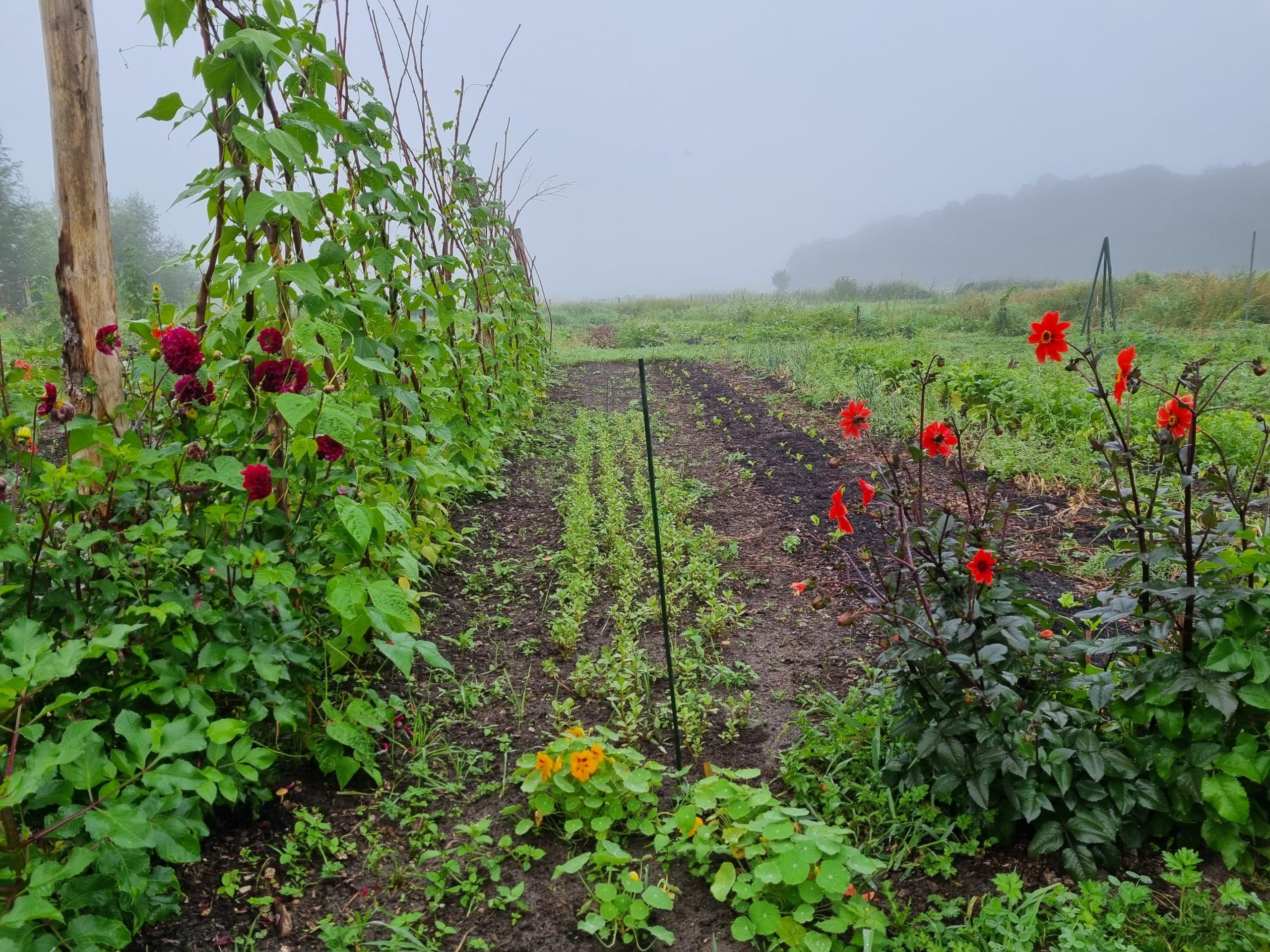 Boerderijpakket + haantje(s) 2026 - Afbeelding 13