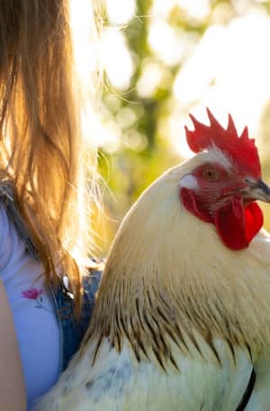 Mini-cursus Natuurlijk kippen houden